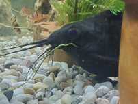 Peste synodontis mare
