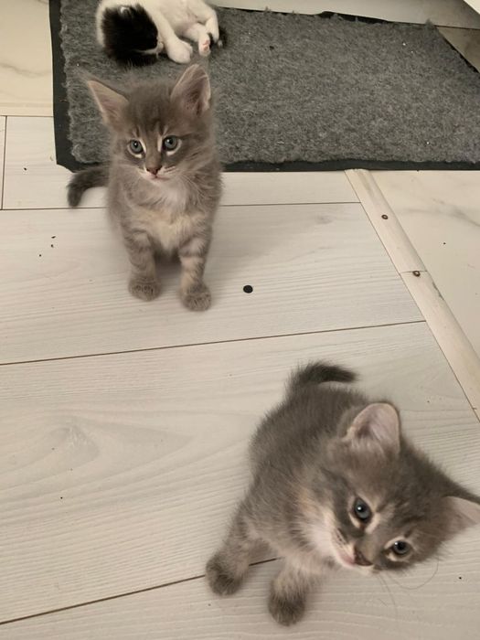 Отдам котят в хорошие руку