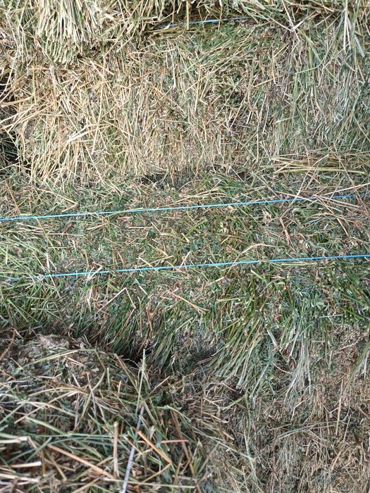 Baloti lucerna coasa2si3