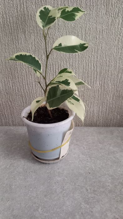 Продам фикус пестролистный