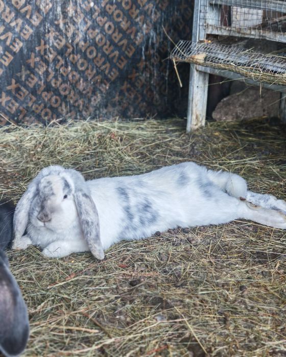 Френски качовати зайци