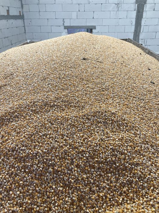 Porumb boabe Severo (bob sticlos)