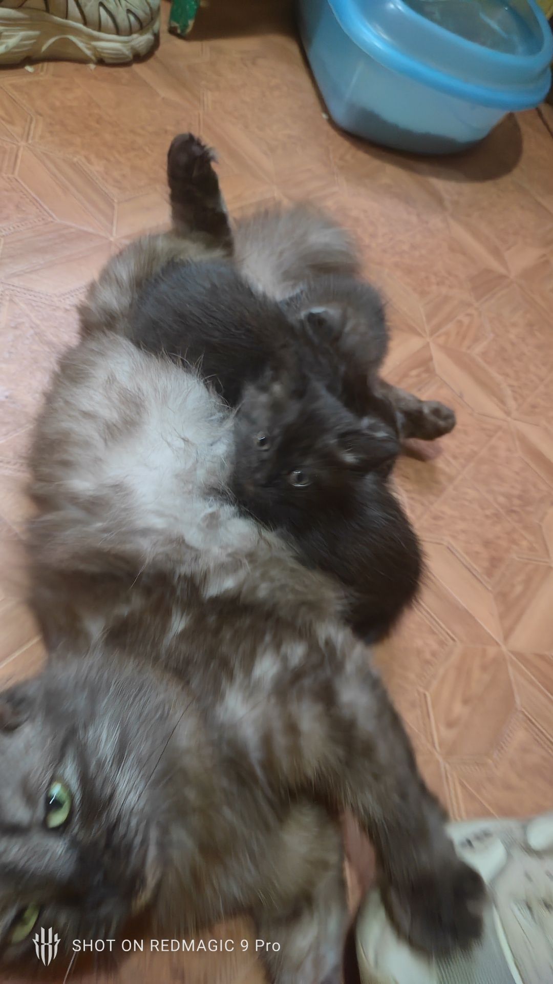 Хорошие котята ищут дом