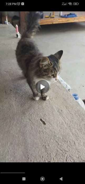 Продается кошки и котёнок