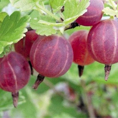 Саженцы крыжовника
