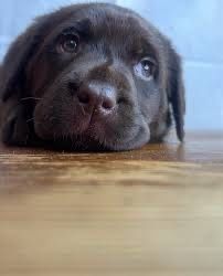 Щенки лабрадоров