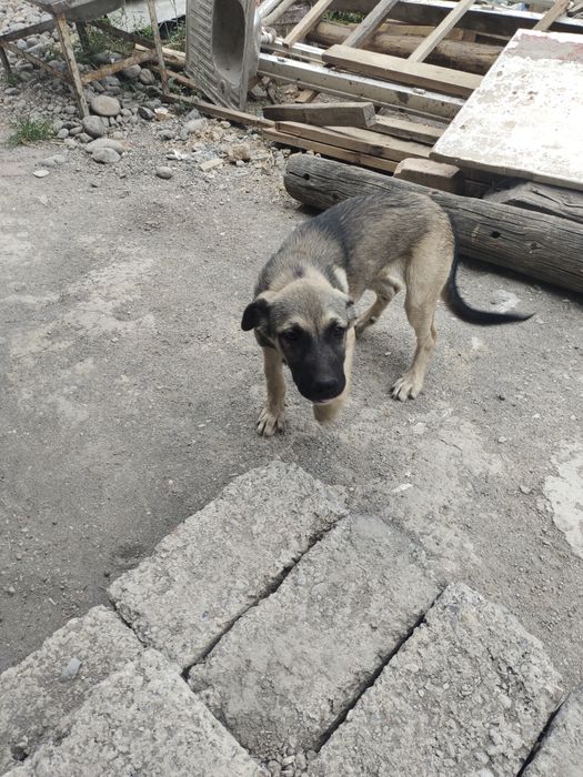 Qozoqi kuchuk.казашка собакa