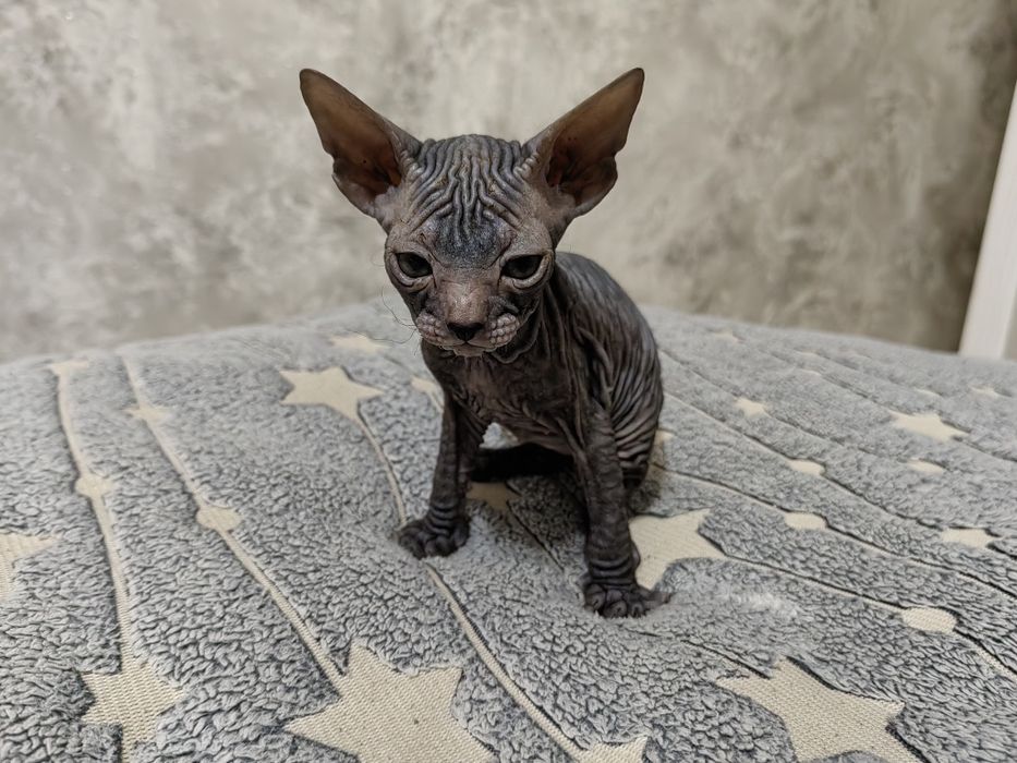 Сфинкс котенок, мальчики и девочка