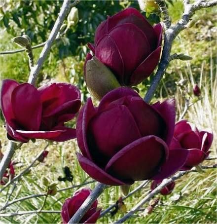 Magnolia black tulip