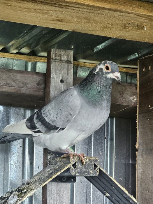 Porumbeii voiajori Maraton