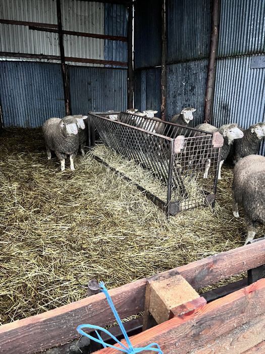 Mieluțe si Berbeci de île de France