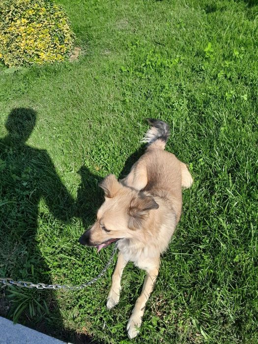 Пристройство собачки