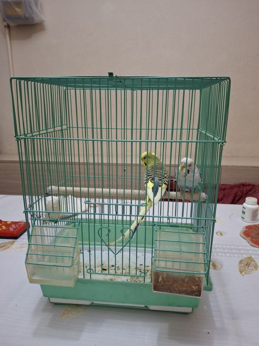 Продается волнистые попугаи