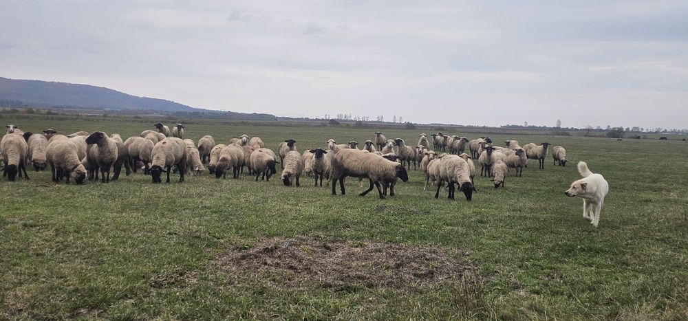 De vanzare oii Suffolk