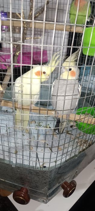 Продам попугайчиков