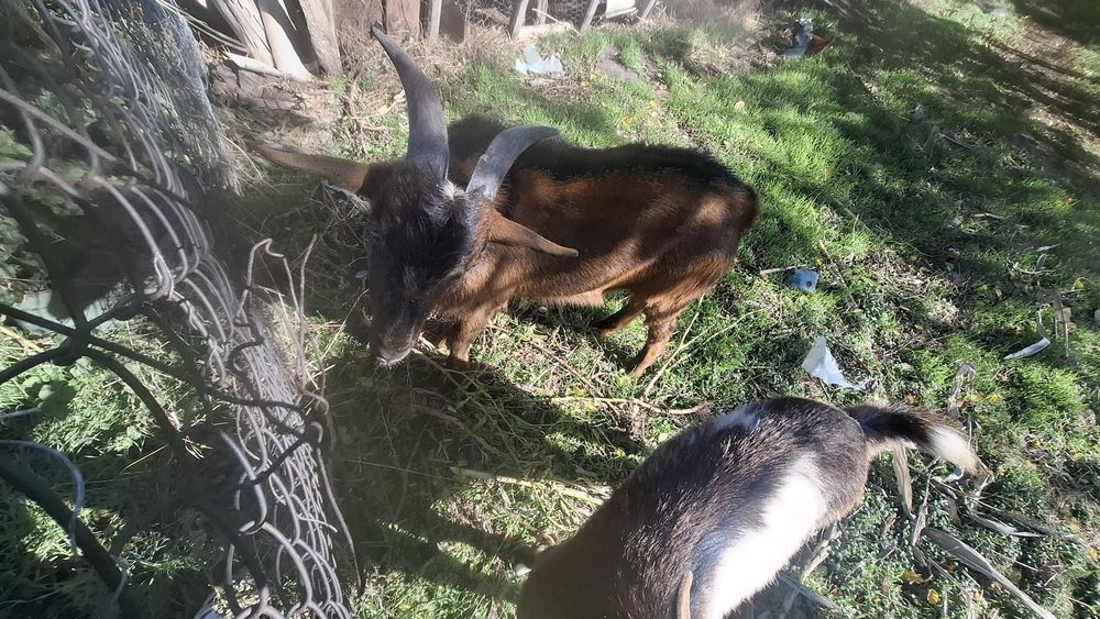 Vând țap alpin francez