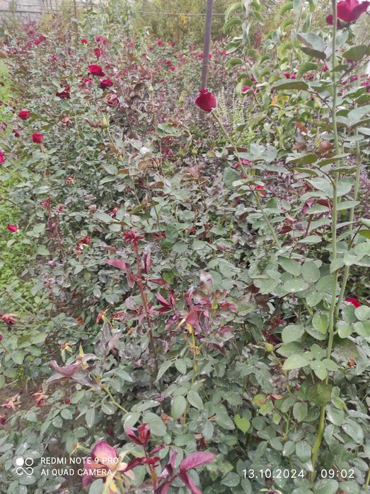 Атиргул кучатлари