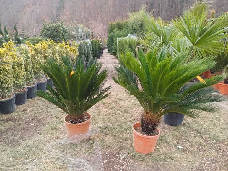 Plante Ornamentale