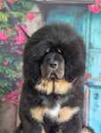Pui Tibetan Mastiff