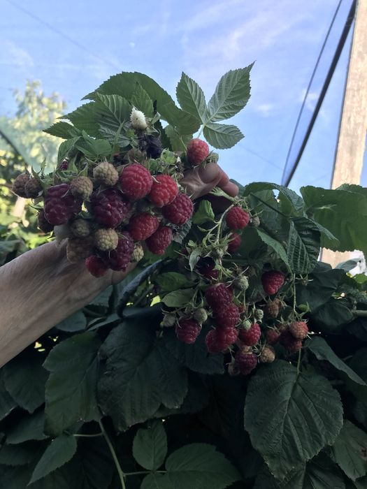 Zmeura polka din gradina