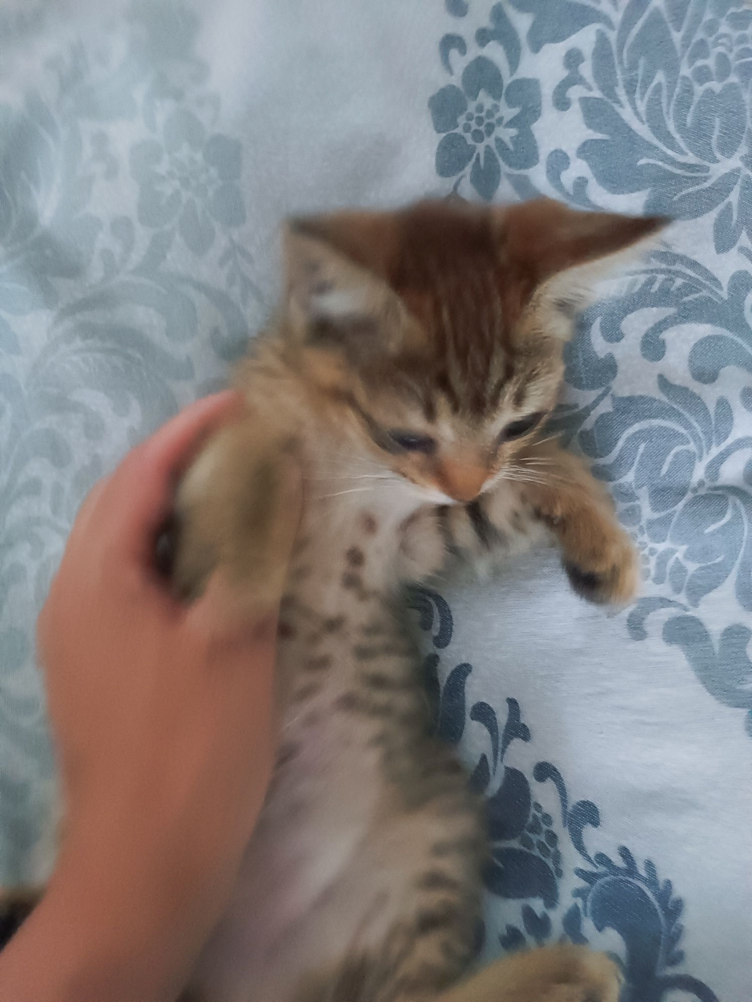 Котята девочки два месяца