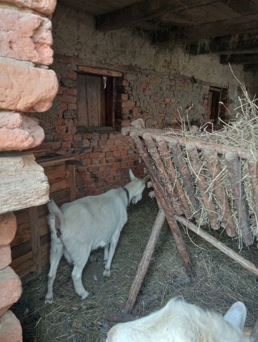 Capră și țap de vânzare