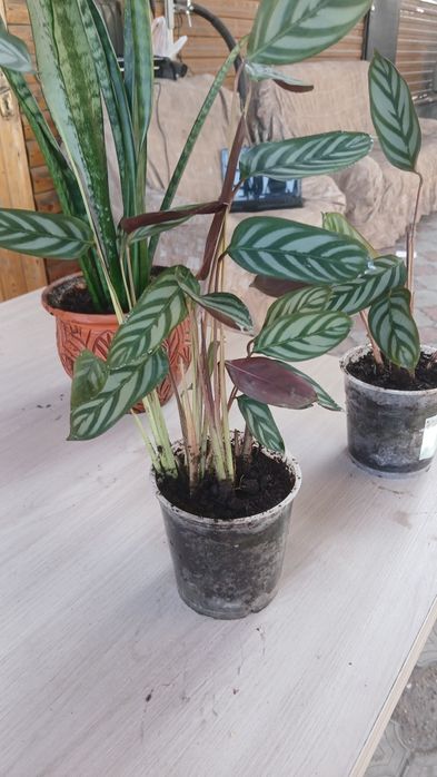 Комнатные цветы разные