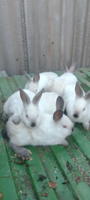 Кролики порода калифорния