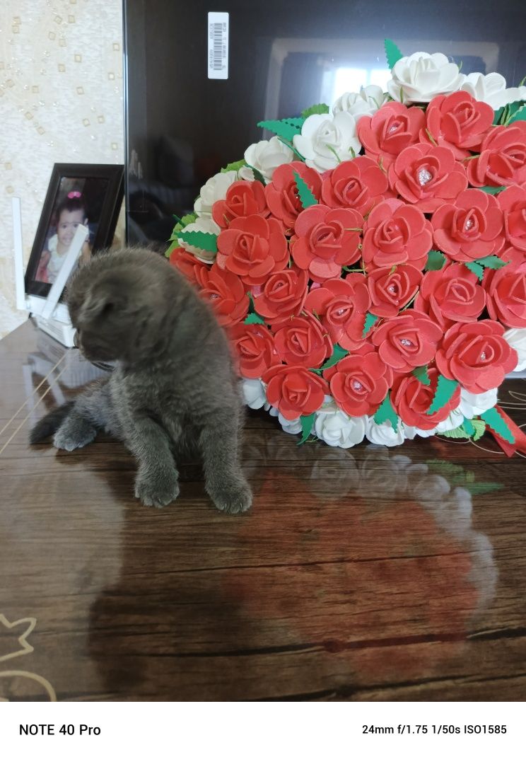 Фолд и Страйт котят