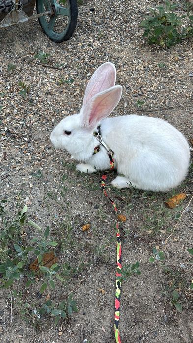 Продам кролика..