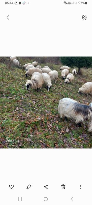 Oi de vînzare se vând doar toate 20 bucăți perț 1500 bucata fix