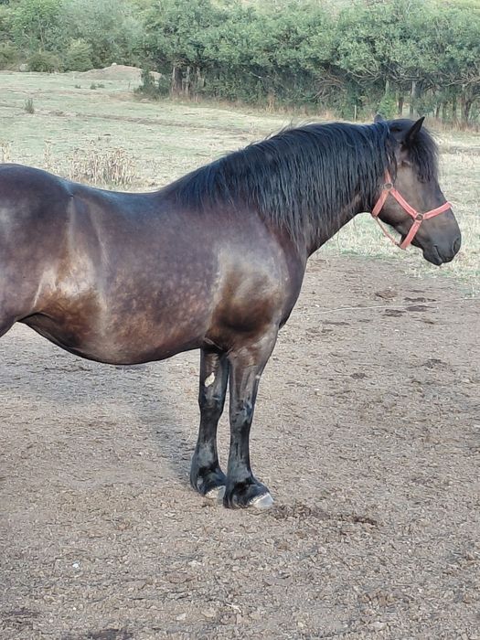 Vând iapa neagra
