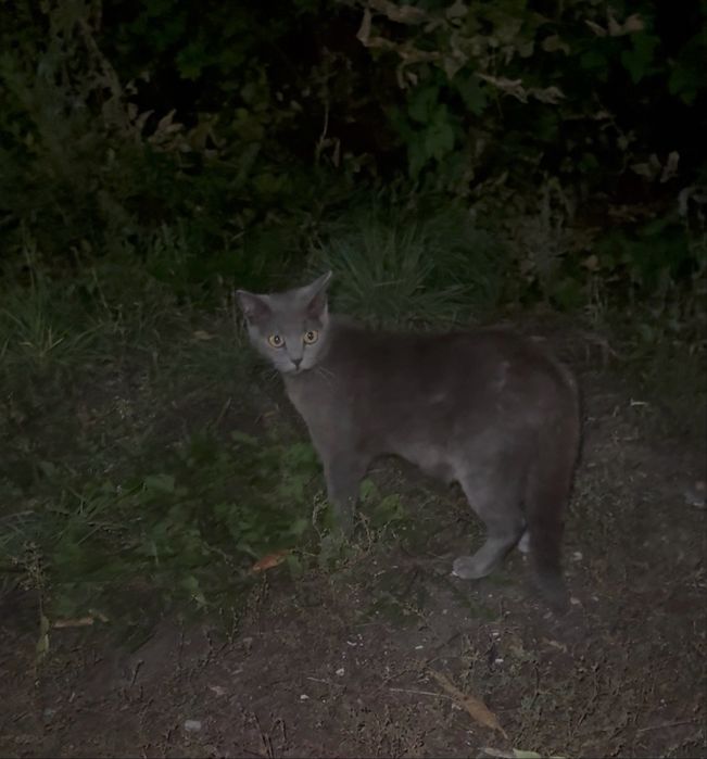 Кошка с котятами