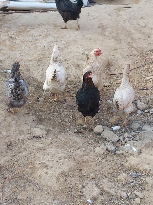 Хуроз ва товуклар сотилади.