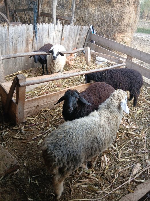 Vând 5 cârlani, pt mai multe detalii ne auzim la tlf.