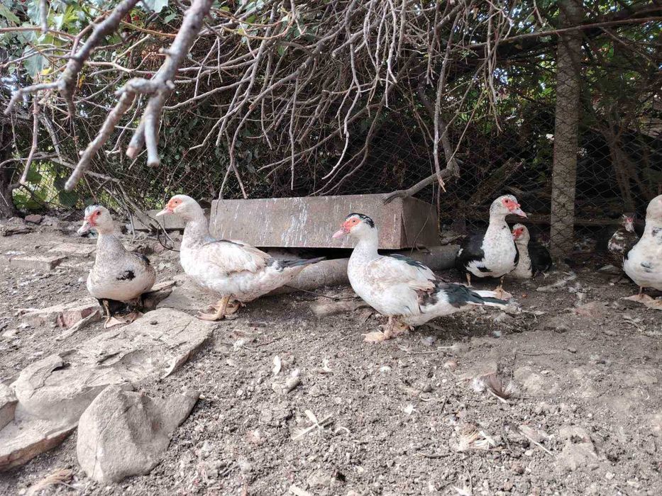 Неми патици млади