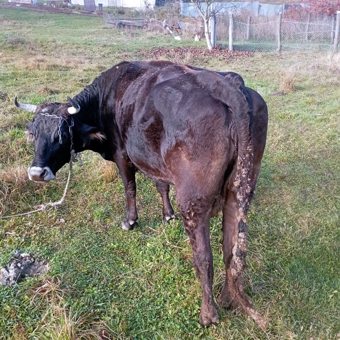 Vând vacă de ținut