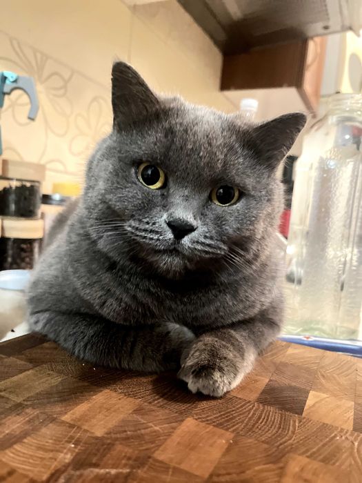 Кошка Британка ищет дом