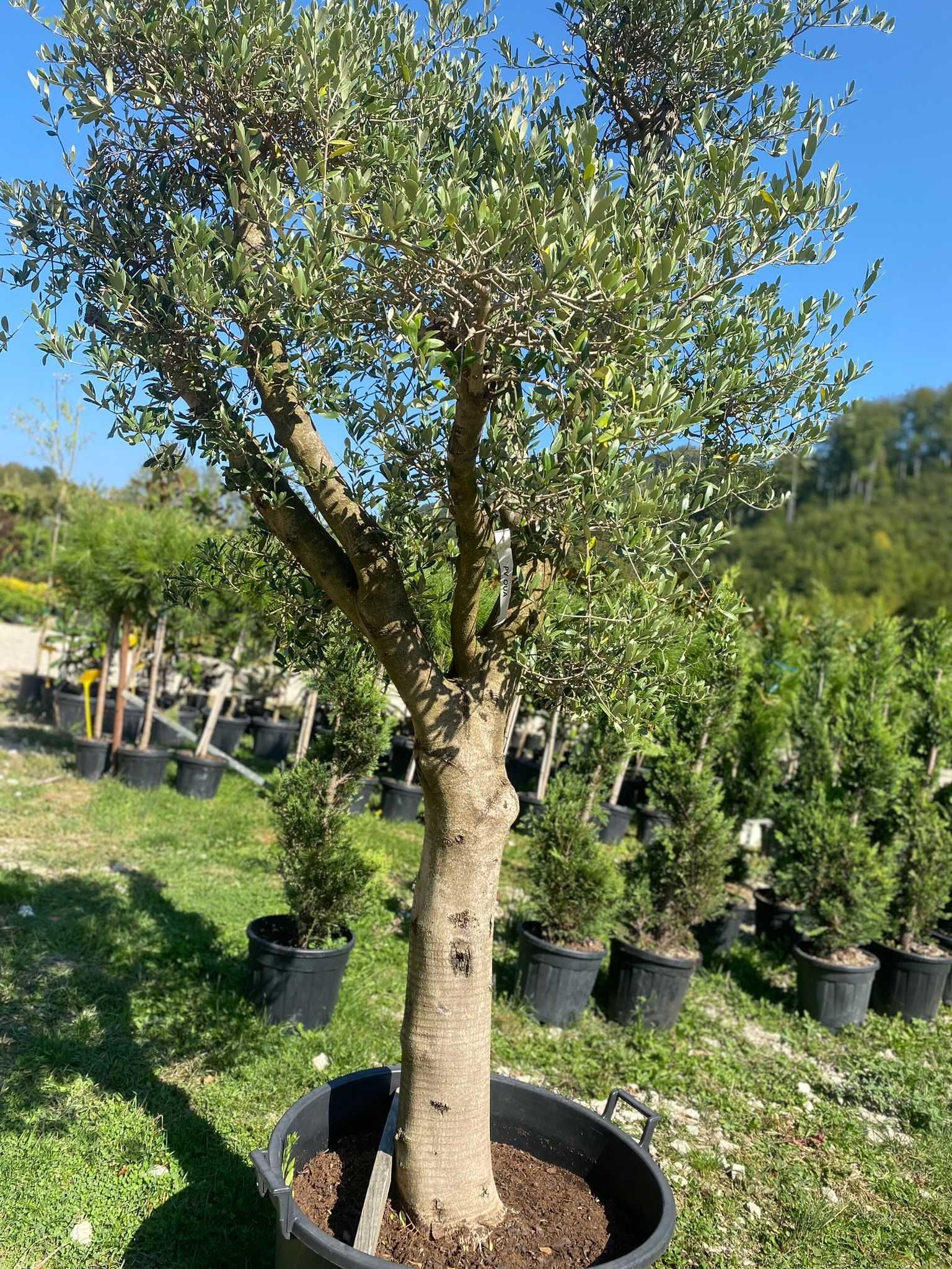 Plante ornamentale de grădină – frumusețe durabilă pentru spațiul tău