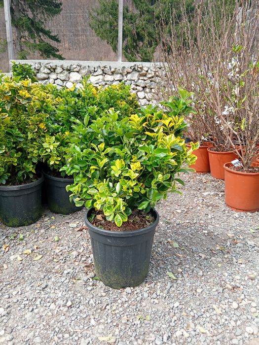 Tuia și diferite specii de plante