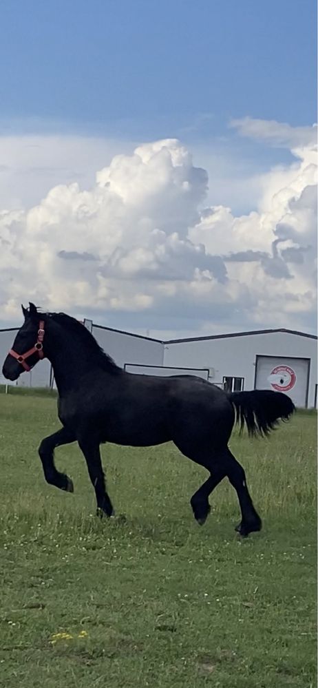 Manz Frizian Friesian