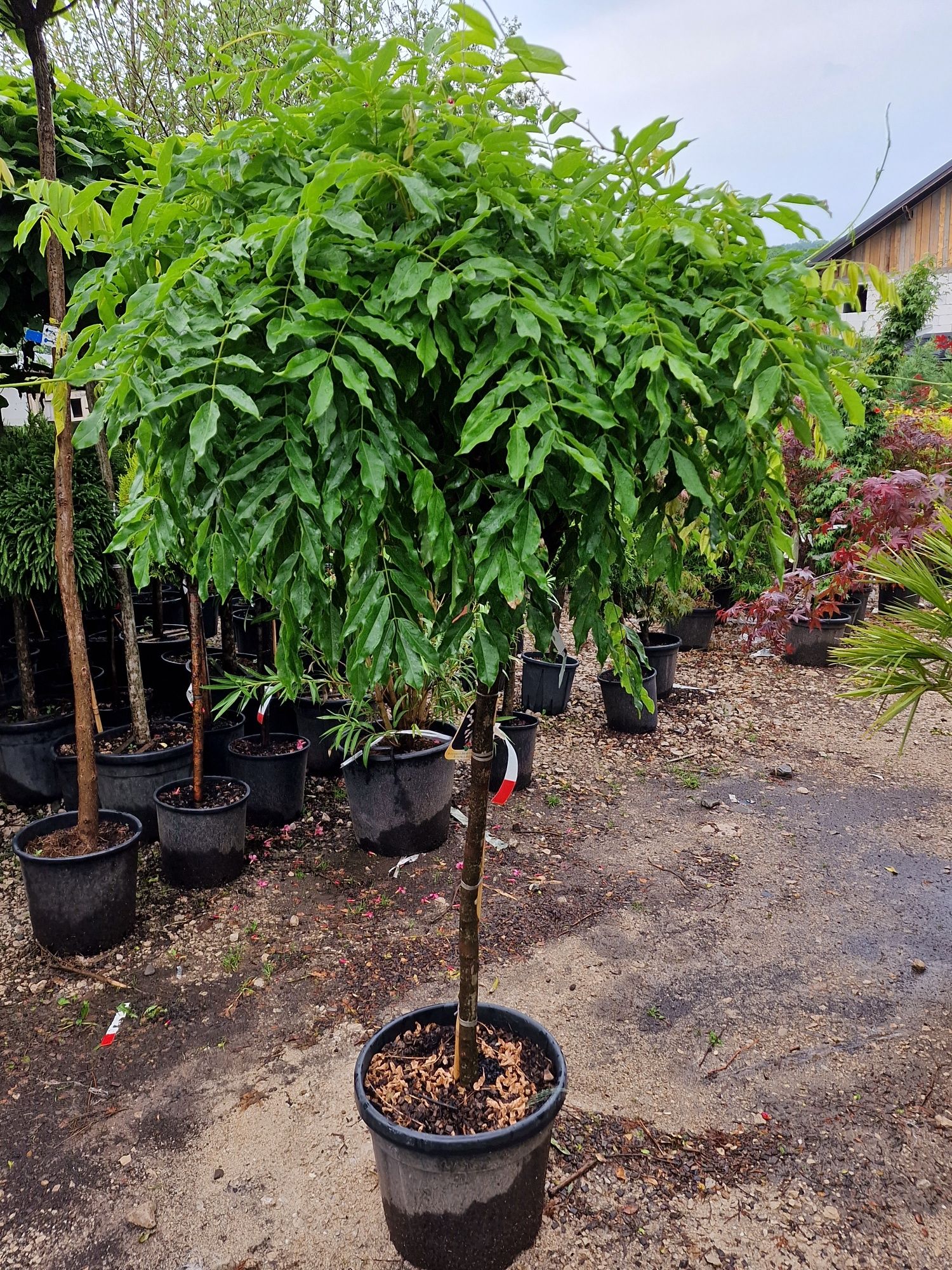 Glicina ( Wisteria ) , plante ornamentale de orice specie