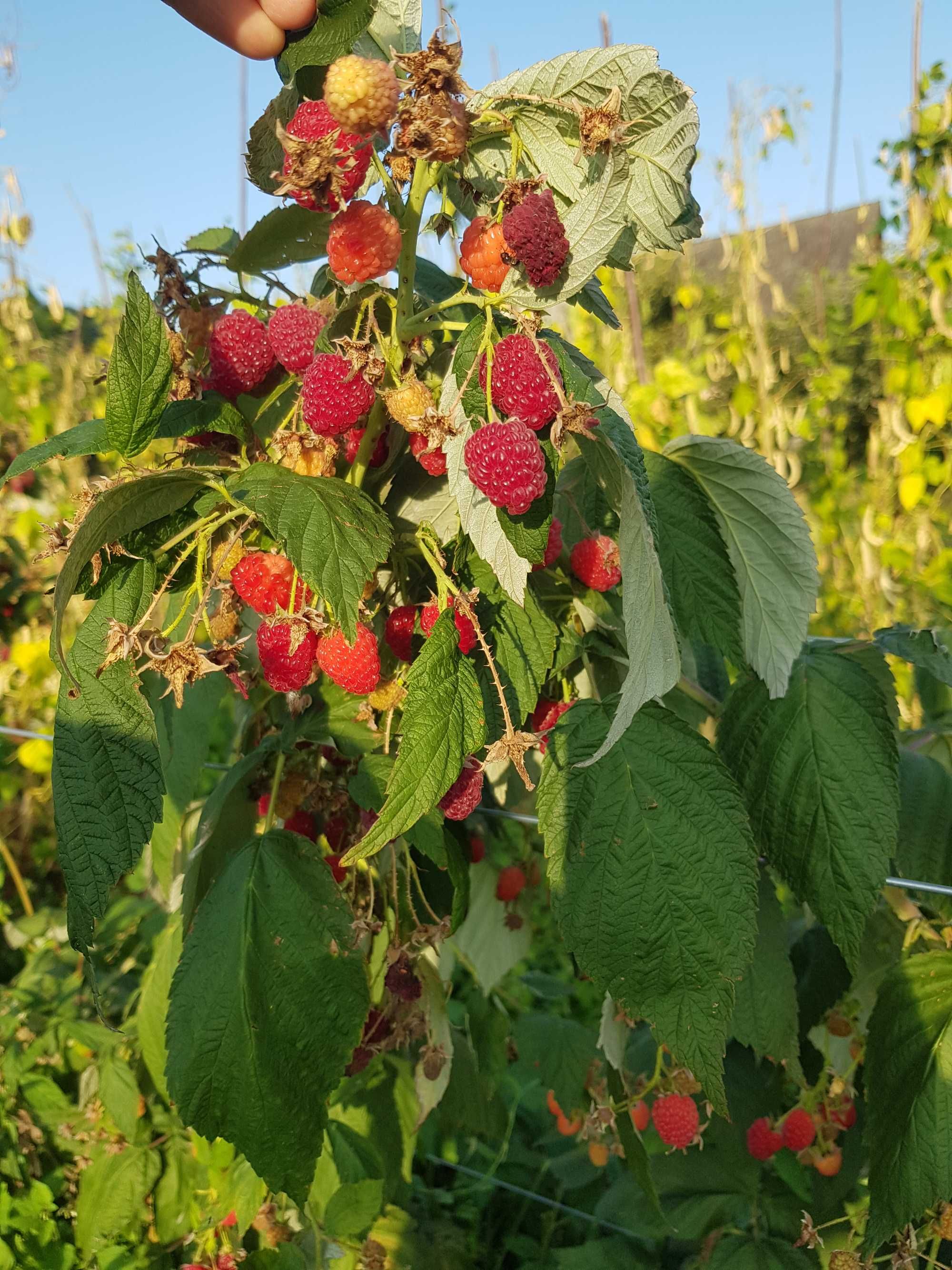 Zmeura cayuga si polka