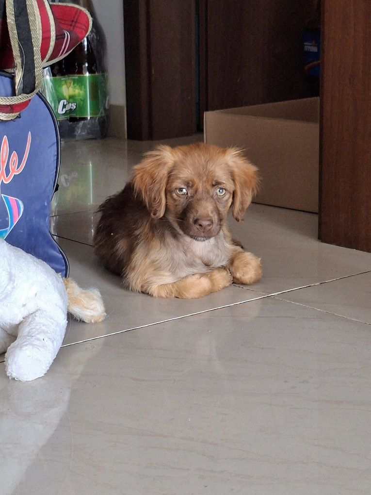 Adopție 1 cățelușă București