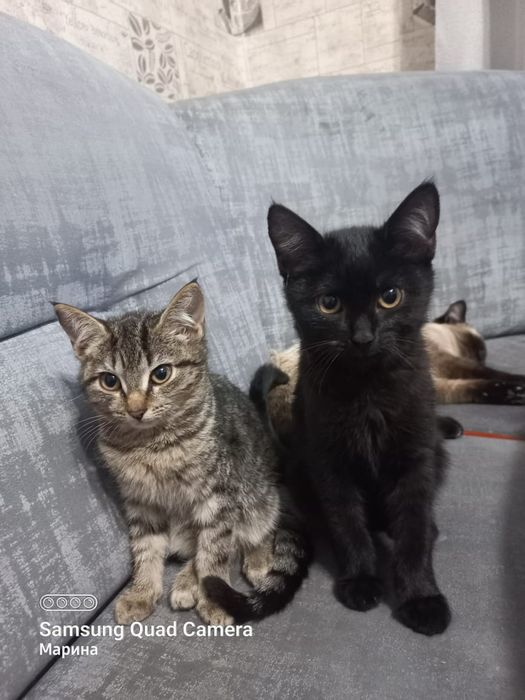 Отдам котят в хорошие руки