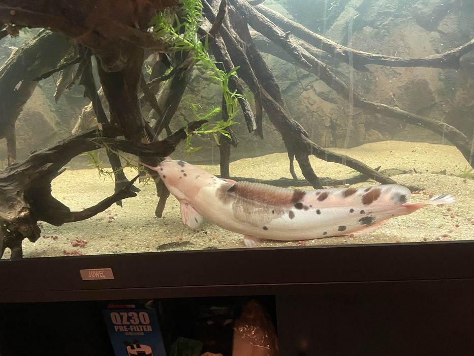 Decor acvariu lemn natural,  , clarius batrachus