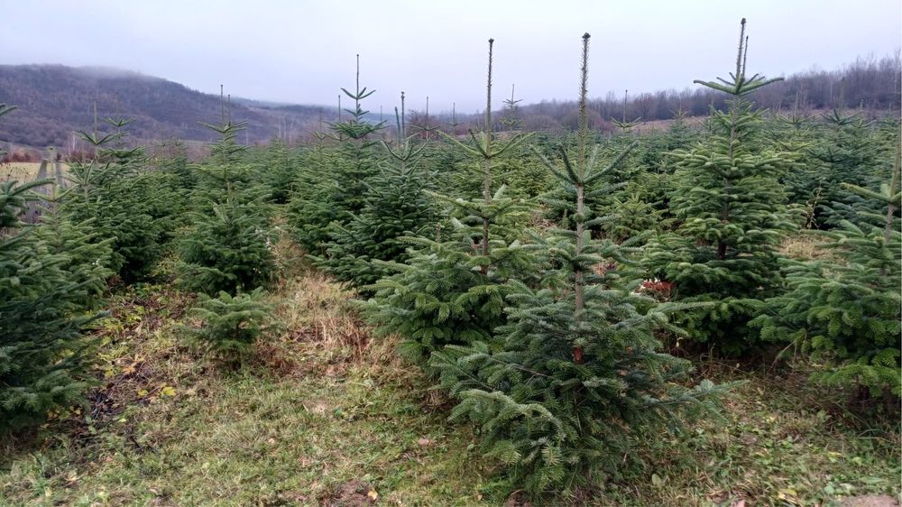 Vand brazi de craciun