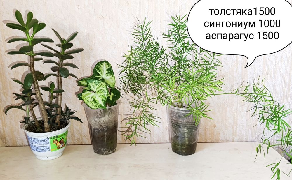 Алое аспарагус сингониум толстяка хойя