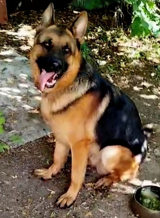 Кобель немецкой овчарки на вязку.20000 тенге.