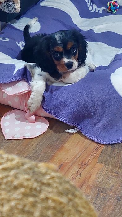 Продавам кавалер кинг чарлз шпаньол